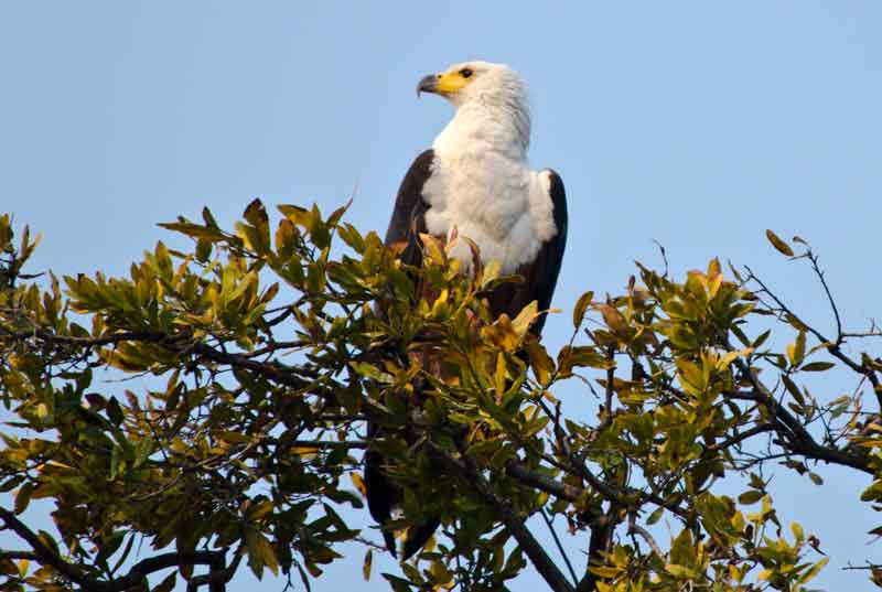 Águila - parque nacional de Chobe - Botswana 2.jpg